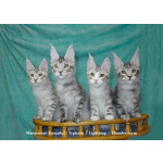 Мейн куны из питомника