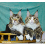 Мейн куны из питомника