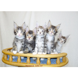 Мейн куны из питомника