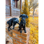 Два чудесных щеночка (девочки) ищут дом!