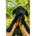 Два чудесных щеночка (девочки) ищут дом!