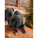 Два чудесных щеночка (девочки) ищут дом!