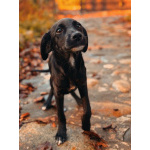 Два чудесных щеночка (девочки) ищут дом!