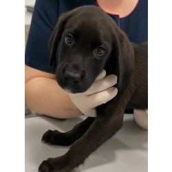 Два чудесных щеночка (девочки) ищут дом!