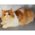 Персидский котёнок, котята персы