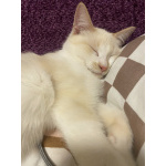 Помогите малышке найти свой дом❤️