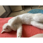 Помогите малышке найти свой дом❤️