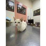 Помогите малышке найти свой дом❤️