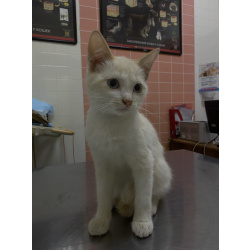 Помогите малышке найти свой дом❤️