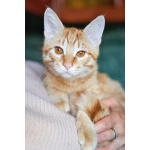 Котёнок Марчелло - рыжее солнышко в добрые руки