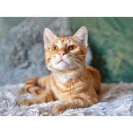 Котёнок Марчелло - рыжее солнышко в добрые руки