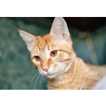 Котёнок Марчелло - рыжее солнышко в добрые руки