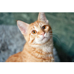 Котёнок Марчелло - рыжее солнышко в добрые руки