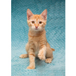 Котёнок Марчелло - рыжее солнышко в добрые руки