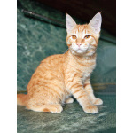 Котёнок Марчелло - рыжее солнышко в добрые руки