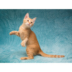 Котёнок Марчелло - рыжее солнышко в добрые руки