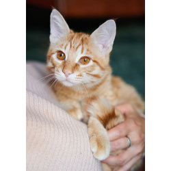 Котёнок Марчелло - рыжее солнышко в добрые руки