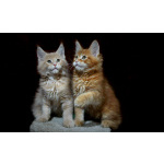 Продам котят мен кунов ( мальчики )