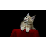 Продам котят мен кунов ( мальчики )