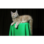 Продам котят мен кунов ( мальчики )