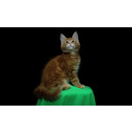 Продам котят мен кунов ( мальчики )