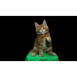 Продам котят мен кунов ( мальчики )