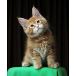 Продам котят мен кунов ( мальчики )