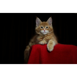 Продам котят мен кунов ( мальчики )