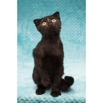 Чёрный котёнок Марио - метис вислоушки в дар