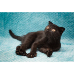 Чёрный котёнок Марио - метис вислоушки в дар