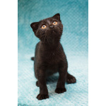 Чёрный котёнок Марио - метис вислоушки в дар