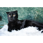 Чёрный котёнок Марио - метис вислоушки в дар