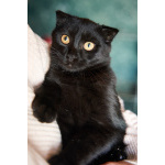 Чёрный котёнок Марио - метис вислоушки в дар