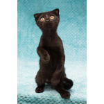 Чёрный котёнок Марио - метис вислоушки в дар