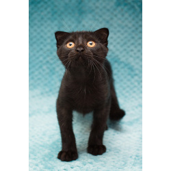 Чёрный котёнок Марио - метис вислоушки в дар