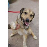 Добрый, домашний молодой пёс Арчи ищет дом