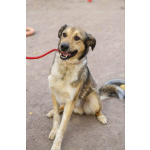 Добрый, домашний молодой пёс Арчи ищет дом