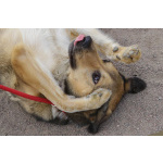 Добрый, домашний молодой пёс Арчи ищет дом