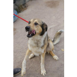 Добрый, домашний молодой пёс Арчи ищет дом