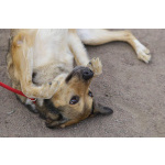 Добрый, домашний молодой пёс Арчи ищет дом