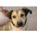 Добрый, домашний молодой пёс Арчи ищет дом