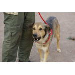 Добрый, домашний молодой пёс Арчи ищет дом