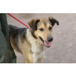 Добрый, домашний молодой пёс Арчи ищет дом