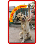 Добрый, домашний молодой пёс Арчи ищет дом