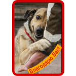 Добрый, домашний молодой пёс Арчи ищет дом