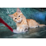 Котёнок Марчелло - рыжее солнышко в добрые руки