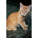 Котёнок Марчелло - рыжее солнышко в добрые руки