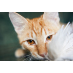 Котёнок Марчелло - рыжее солнышко в добрые руки