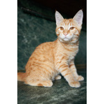 Котёнок Марчелло - рыжее солнышко в добрые руки