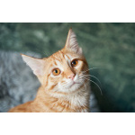 Котёнок Марчелло - рыжее солнышко в добрые руки